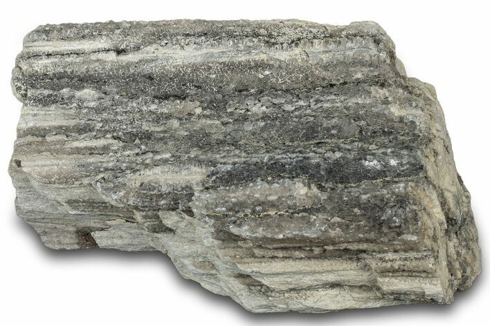 Petrified Wood Section with Sparkling Quartz - Arizona #305395